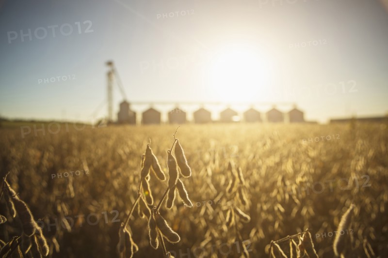 Close up of crops growing in farm field