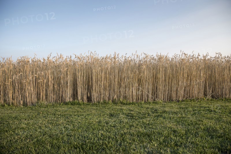 Field of wheat