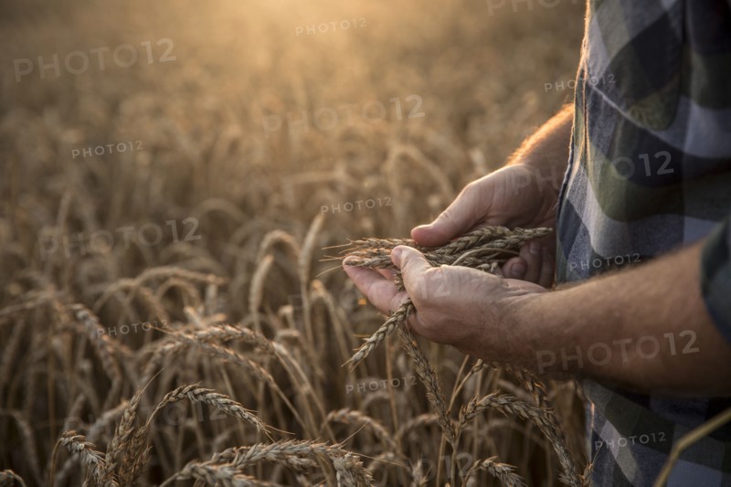 Hands of Caucasian man examining wheat in field
