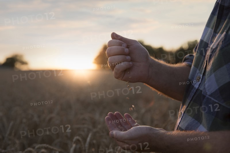 Hands of Caucasian man examining wheat in field