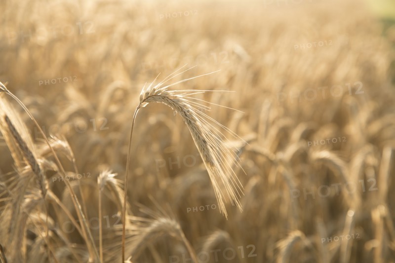 Close up of golden wheat