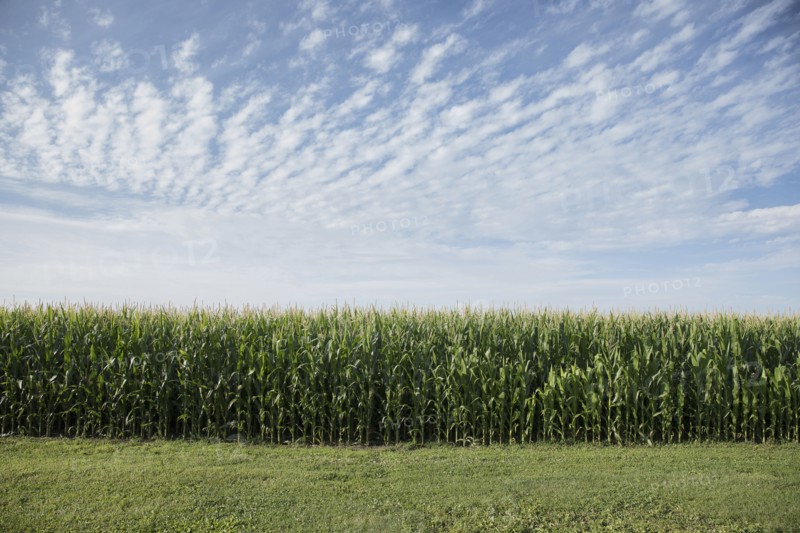Field of corn