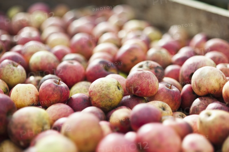 Close up crate of apples