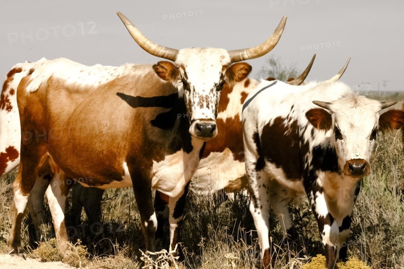 Cattle standing in grass