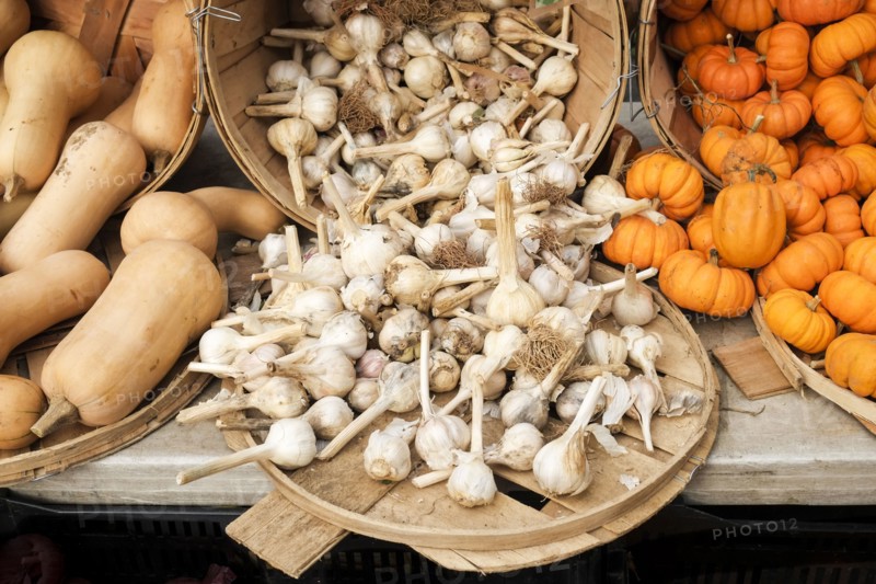 Garlic