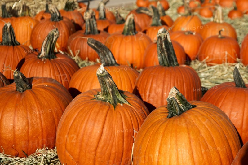 Large group of pumpkins