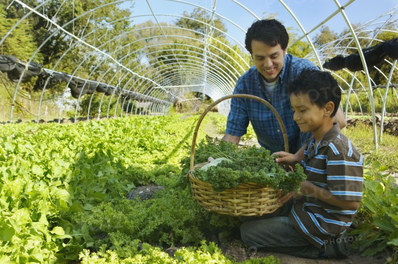Multi-ethnic father and son harvesting organic produce