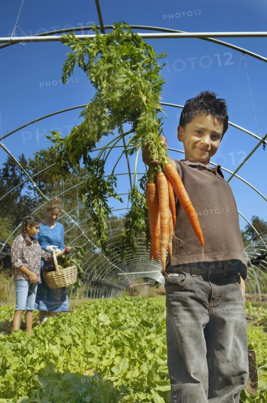 Hispanic boy holding bunch of organic carrots