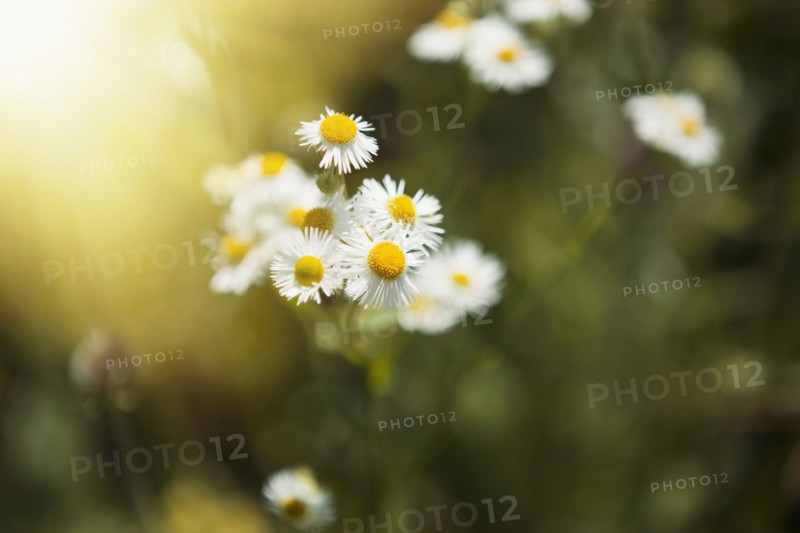 Close up of daisies outdoors
