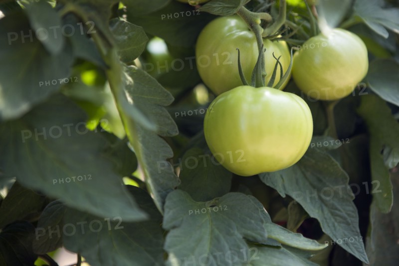 Close up of green tomatoes on vine