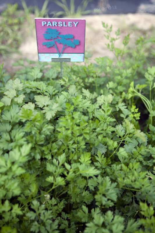 Close up of parsley growing outdoors