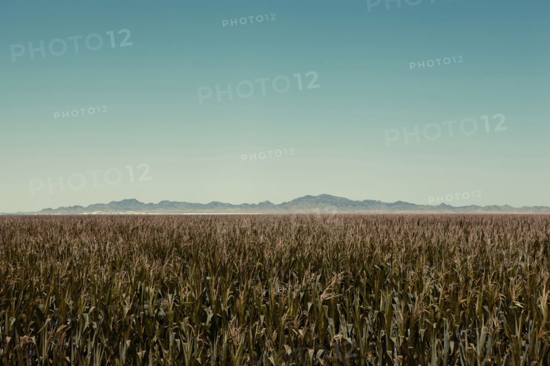Field of corn in rural landscape