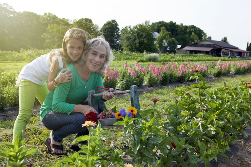 Caucasian grandmother and granddaughter picking flowers on farm