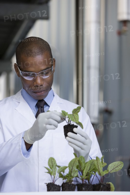 African scientist examining seedlings in factory