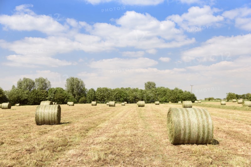 Bales of hay in field