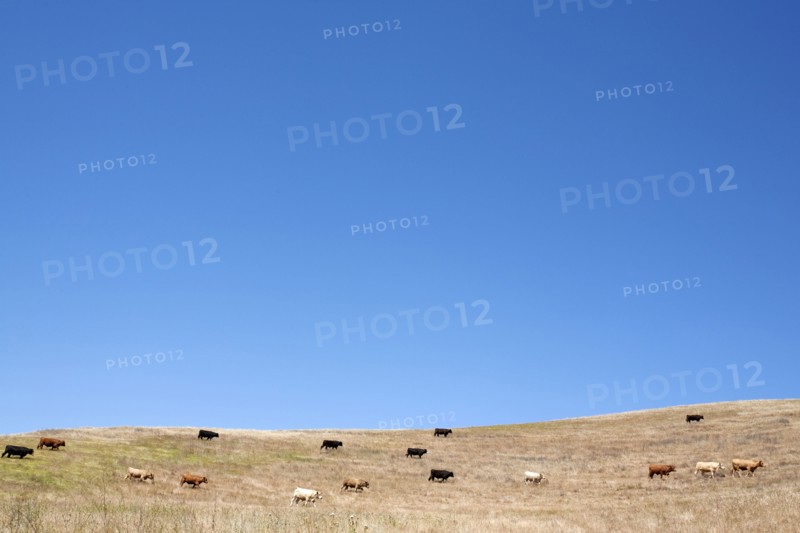Cows grazing on hillside
