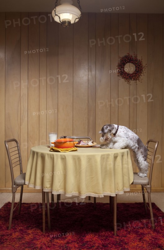 Miniature schnauzer standing on chair at table