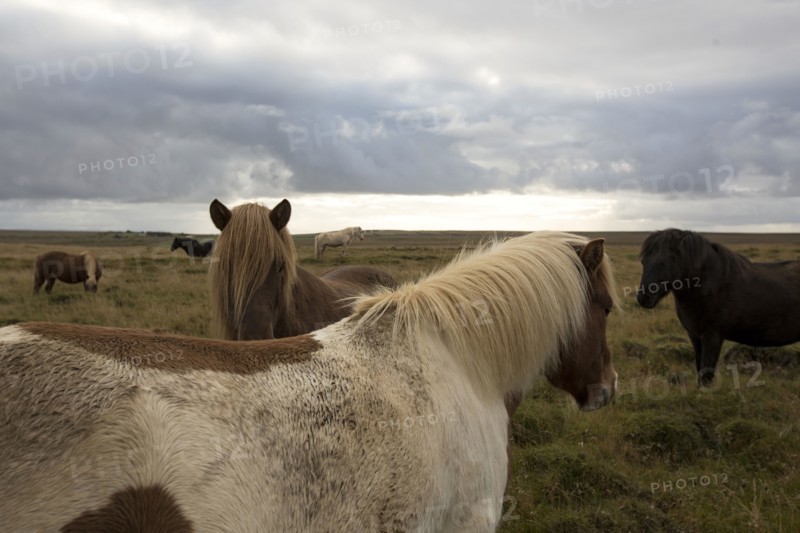 Herd of horses in rural field