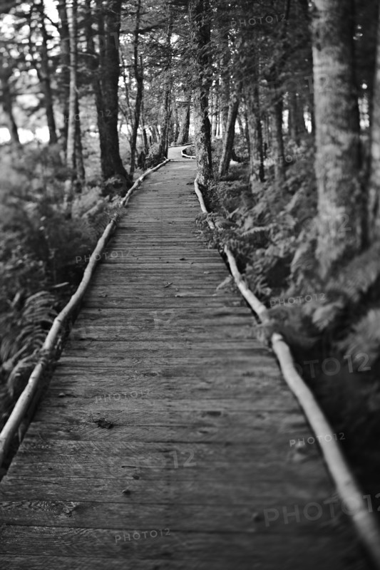 Wooden path through woods