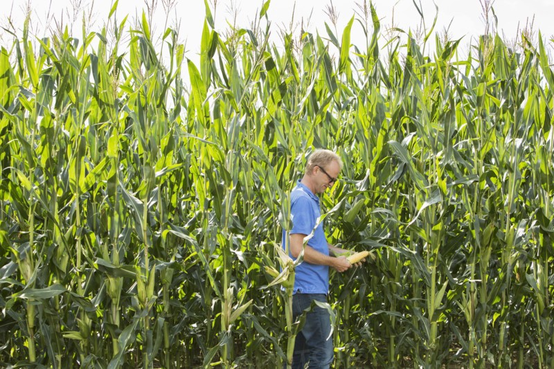 Farmer examining corn growing in crop field