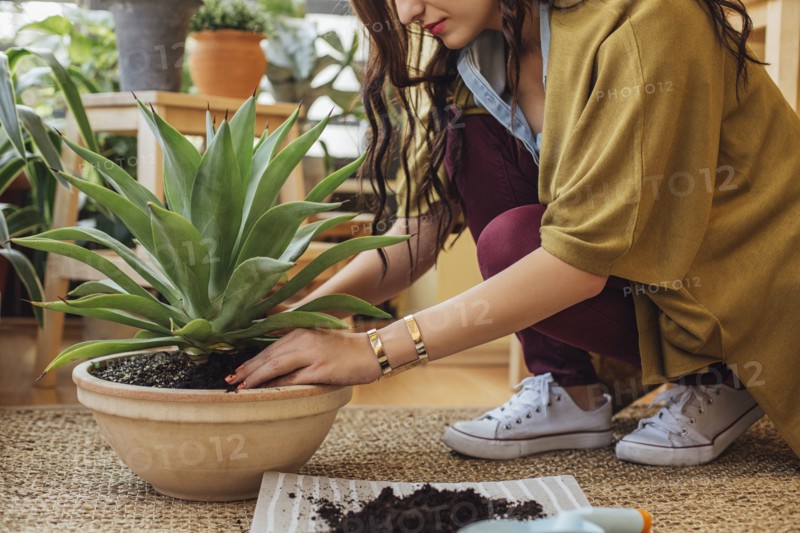 Caucasian woman planting potted plant