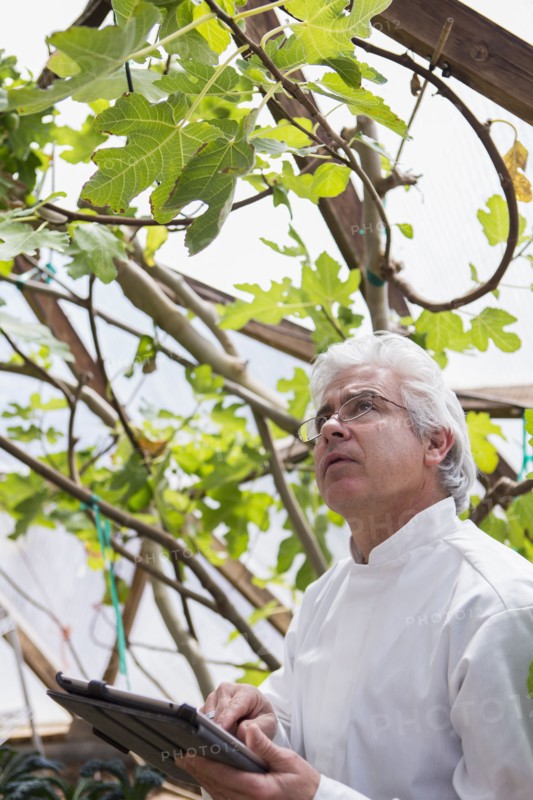 Hispanic scientist examining plants in greenhouse