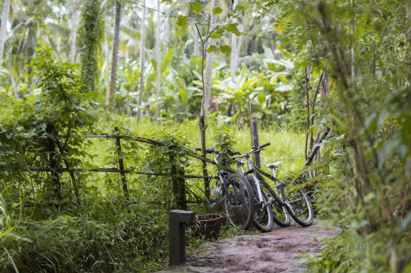 Bicycles parked on path in lush park