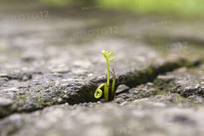 Close up of shoots growing in stone cracks