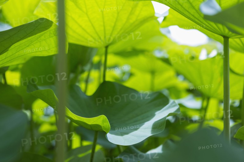 Close up of tropical plants