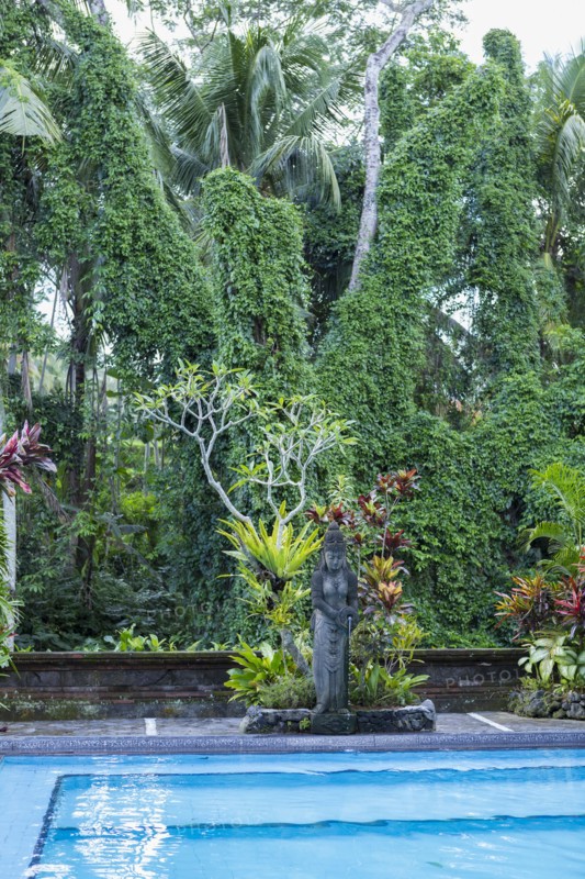 Plants and statue by swimming pool