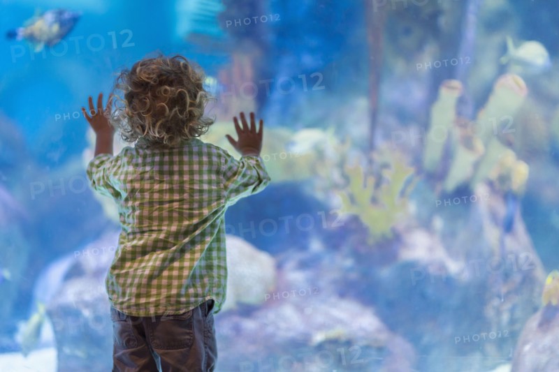 Caucasian baby boy admiring fish in aquarium