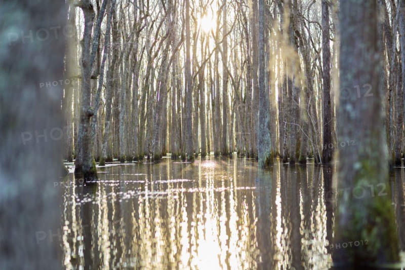 Bare trees in swamp reflecting in still water