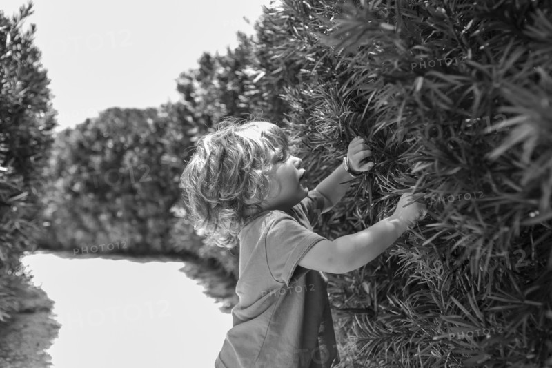 Caucasian baby boy peering through bushes in backyard
