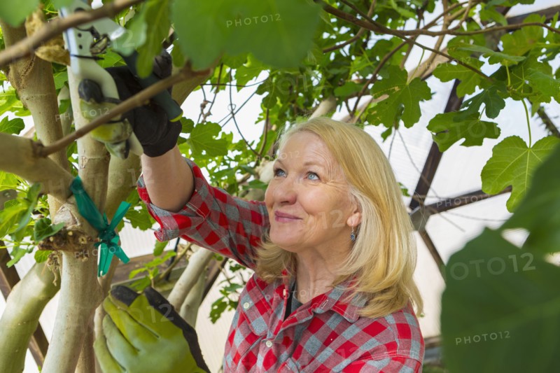 Caucasian woman gardening in greenhouse