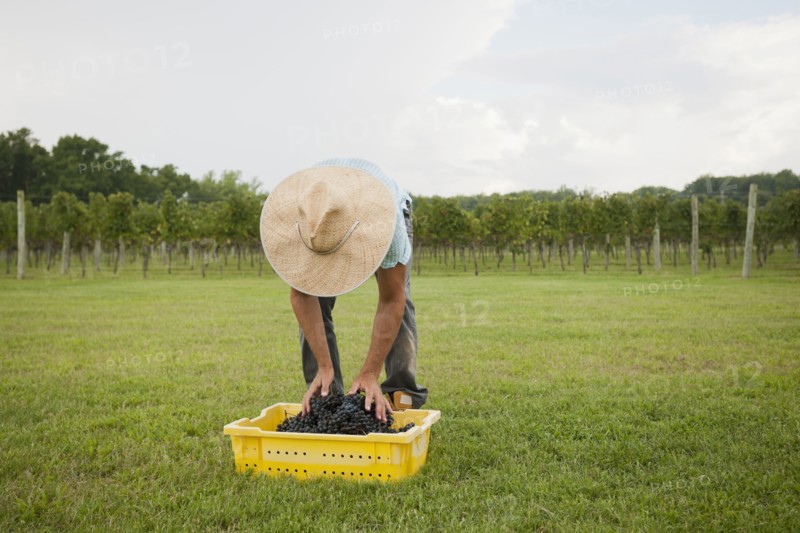 Caucasian farmer with crate of grapes in vineyard