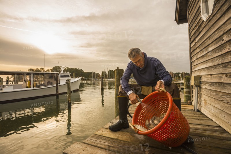 Caucasian fisherman washing catch in basket on dock