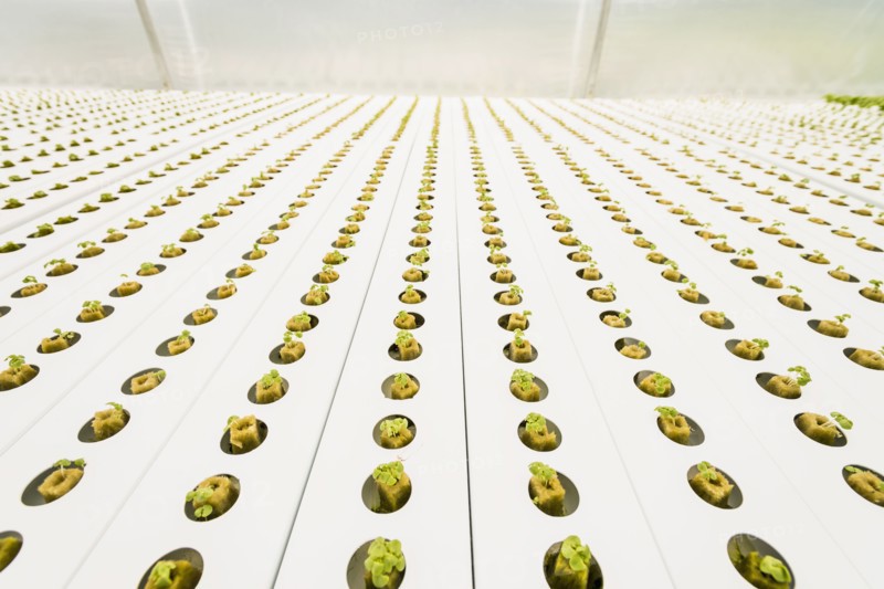 Rows of green seedlings in greenhouse