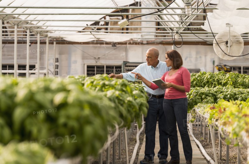 Couple checking green basil plants in greenhouse