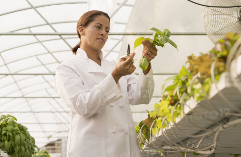 Black chef standing in greenhouse cutting basil
