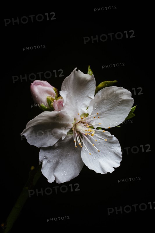Water droplets on flower petals