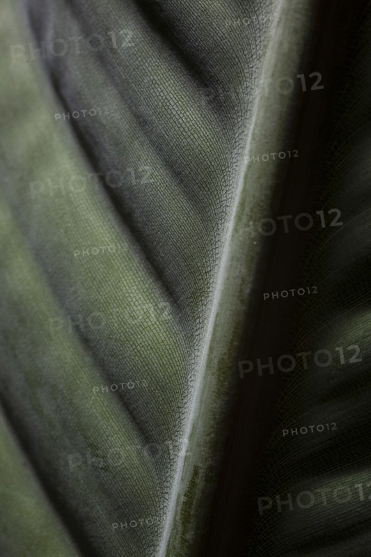 Close up of spine in leaf