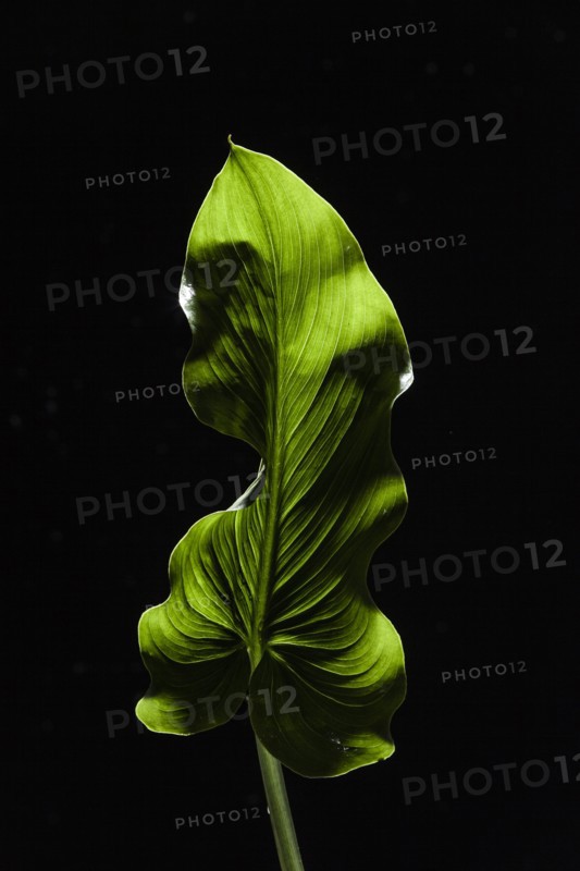 Backlit green leaf on black background