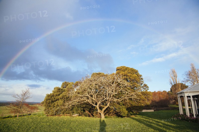 Rainbow over tree in rural backyard
