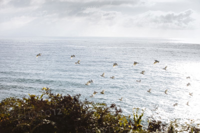 Flock of birds flying over ocean