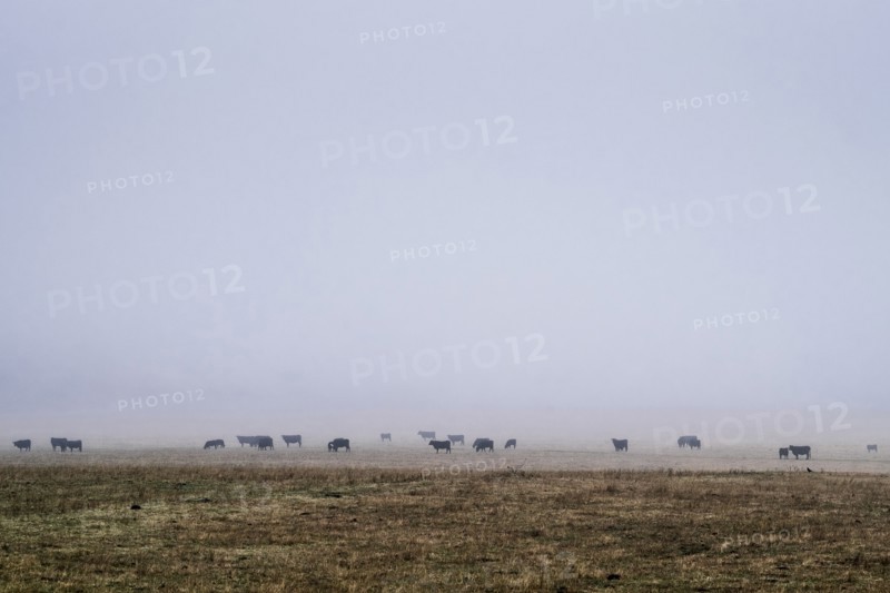 Flock of cattle in misty field