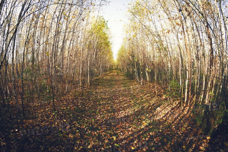 Fish-eye lens view of path in forest