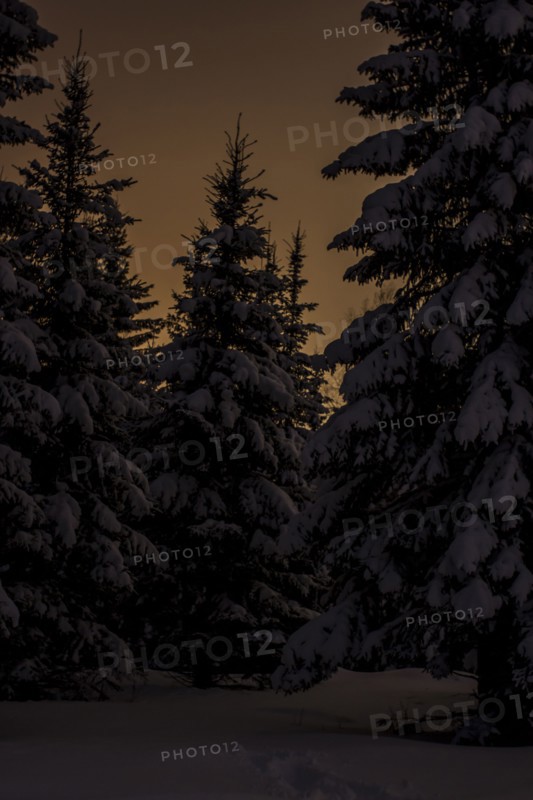 Snowy trees and sunrise sky