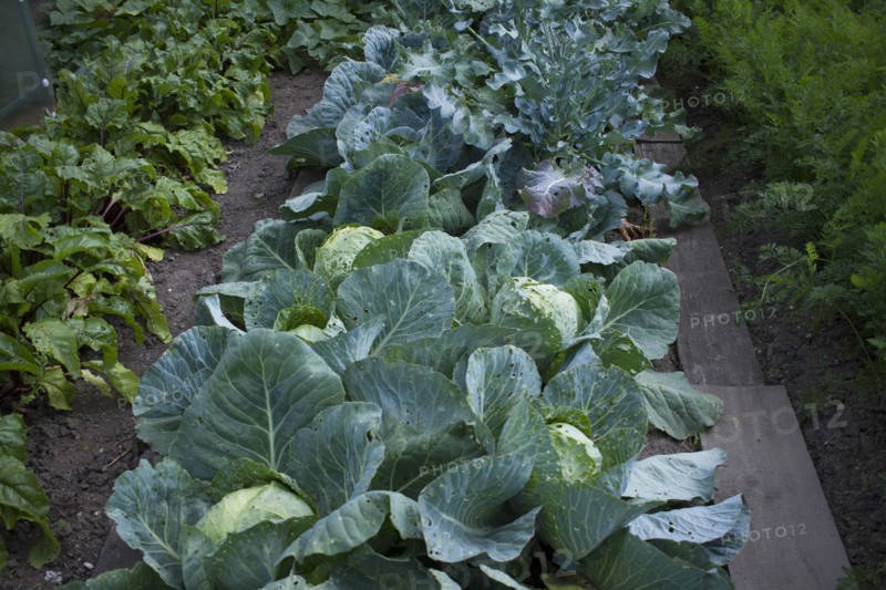 Vegetable garden