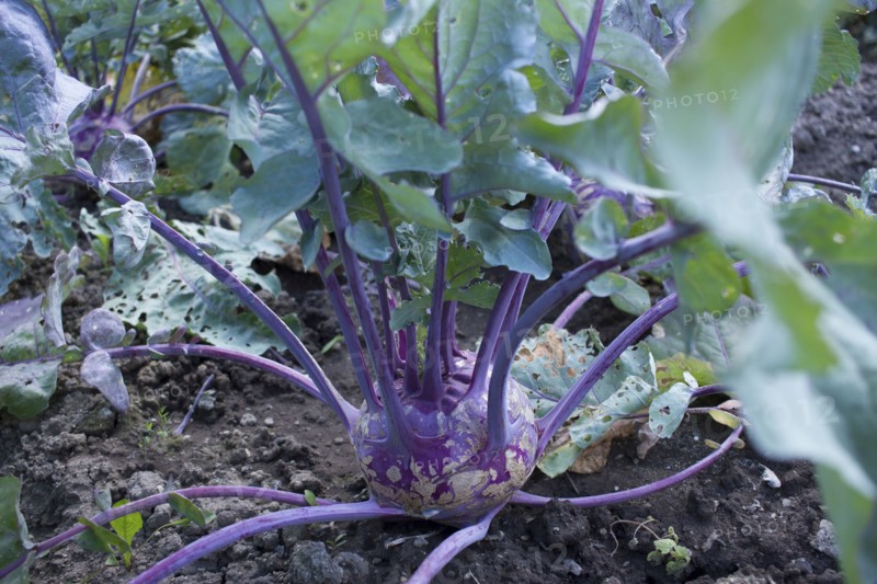 Close up of root vegetable