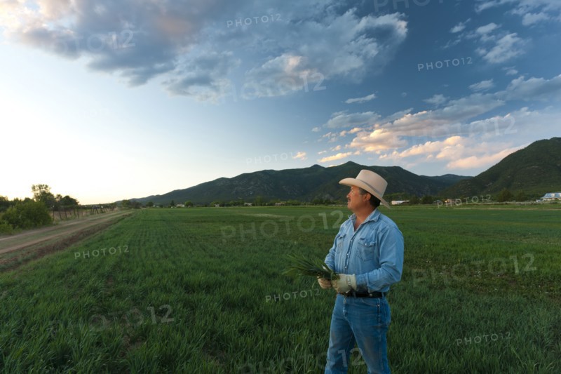 Hispanic man looking at crop